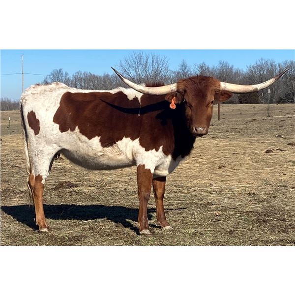 LF Midnight's Heartache