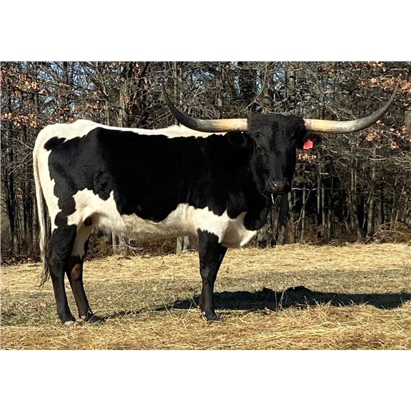 LF Mid Fortune Teller