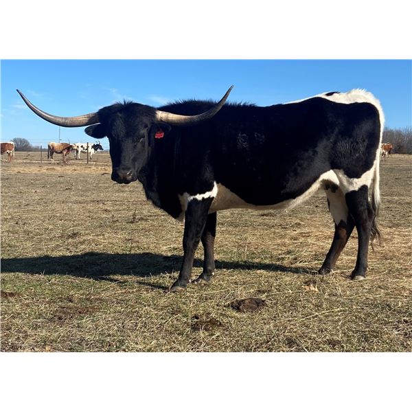 LF Midnight's Social Gal