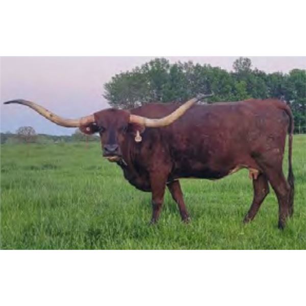 MAIDEN'S BLACK CHERRY