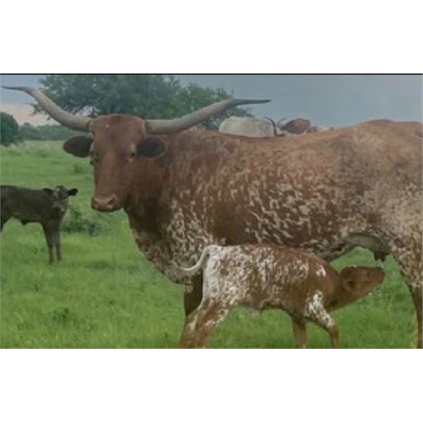 NATILIS IRON GIRL 602