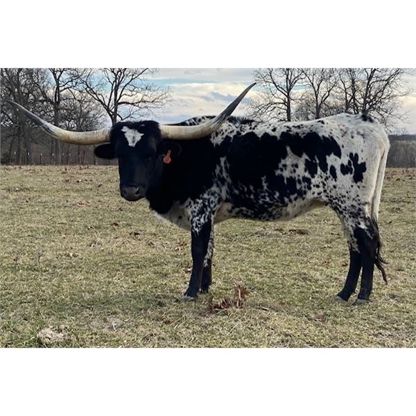 Gail Force Cowgirl CPL