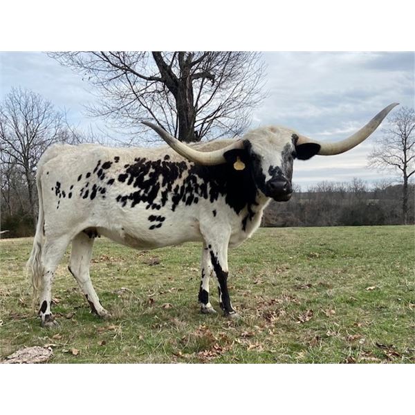 LF Midnights Cupcake