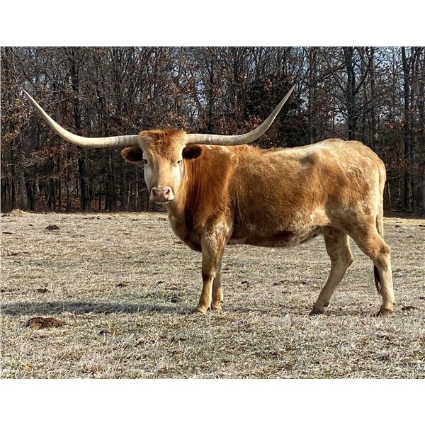 TXN Fancy Pants Special