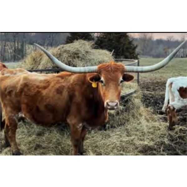 D/O COWBOY'S DELIGHT