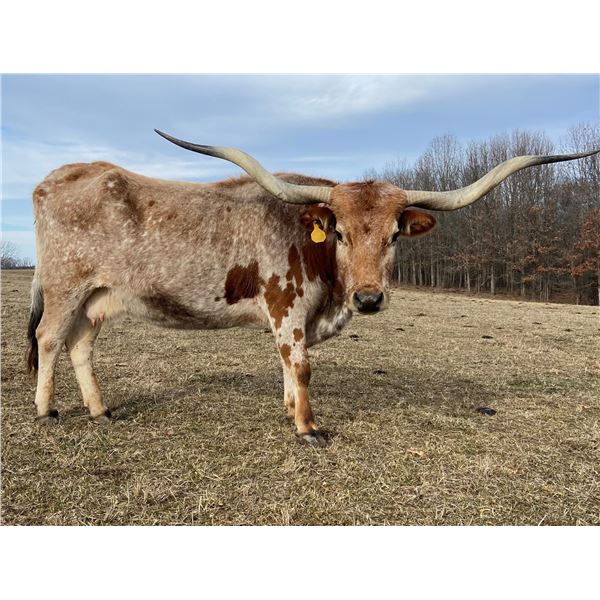 D/O KANSAS SUNFLOWER