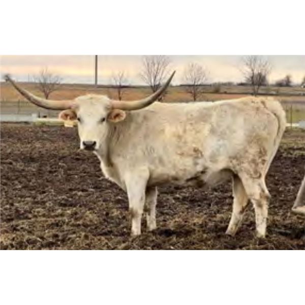 DG Frosty's Fantasia