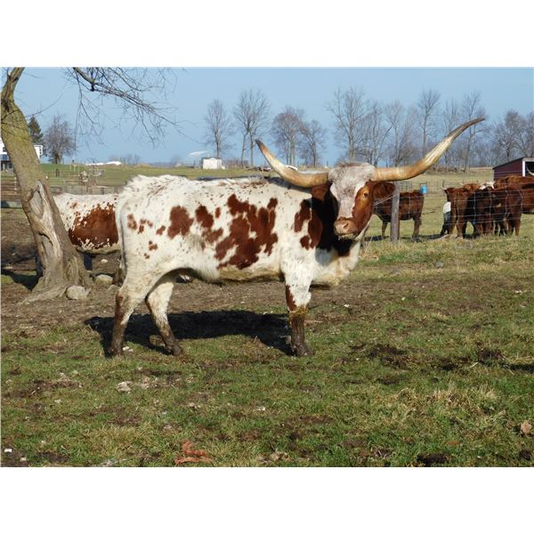 D/O GUNNERS BEAUTY 91/18