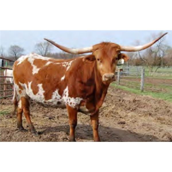 RRR Miss Jag Cowgirl 841