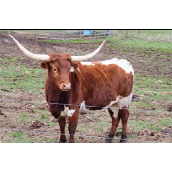 RRR Miss Jag's Charmin 811