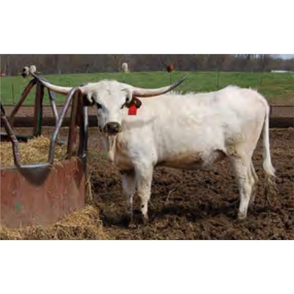 RRR Miss Tommy's Ann 020