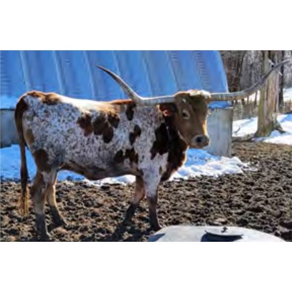 RRR Miss Star Struke 088