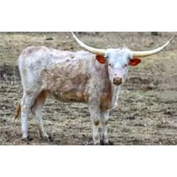 Sheeza Tijuana Twist