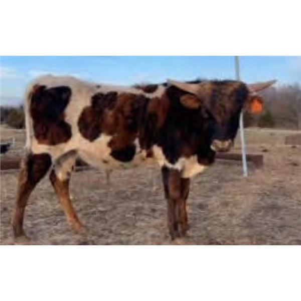 HVH O Snap Jammed Sniper