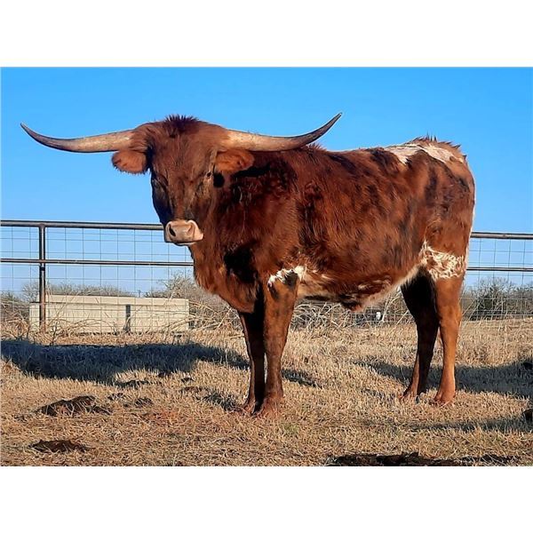 Bushwacker's Kitty HCL