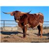 Image 1 : Bushwacker's Kitty HCL