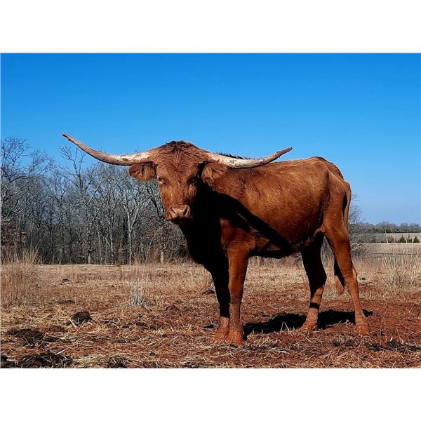 Bushwacker's Sarasee HCL