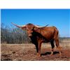 Image 1 : Bushwacker's Sarasee HCL