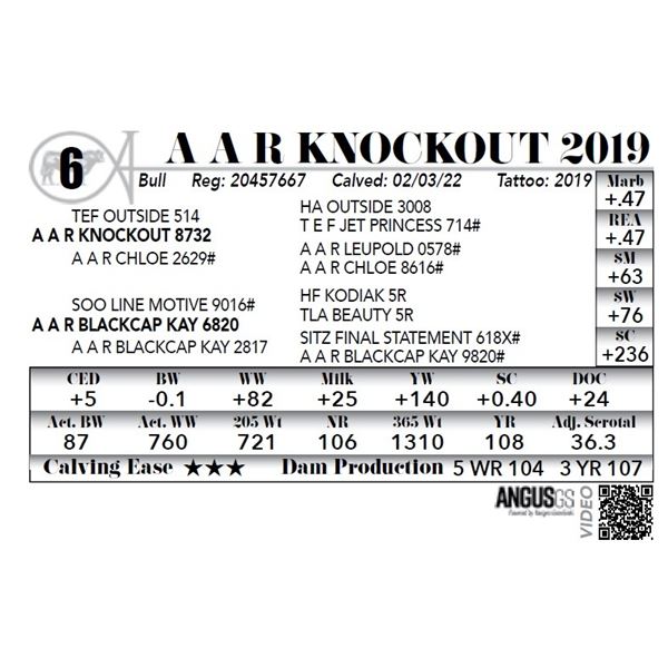 A A R Knockout 2019