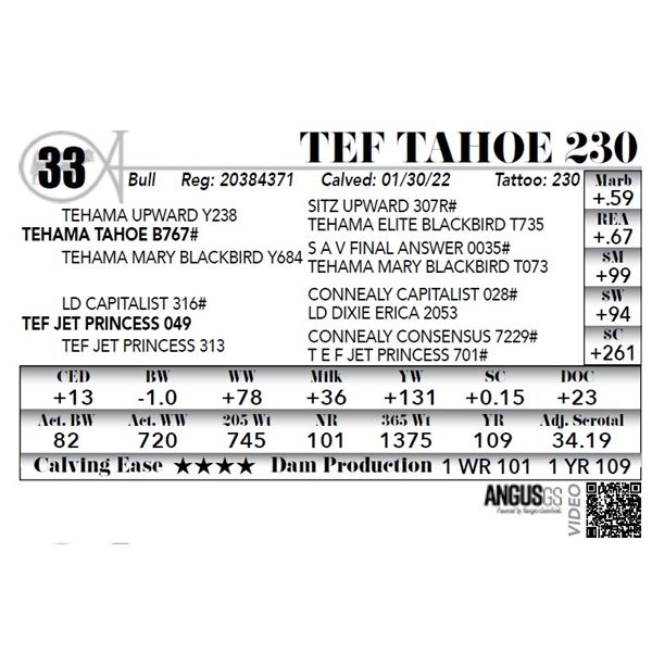 TEF Tahoe 230