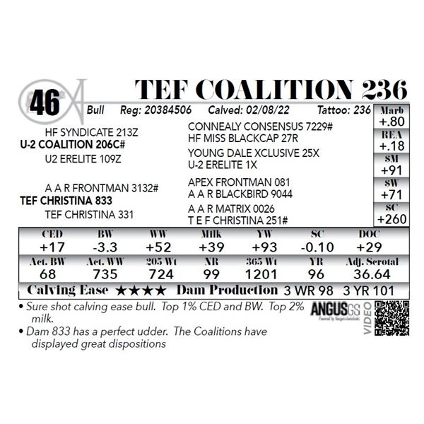 TEF Coalition 236
