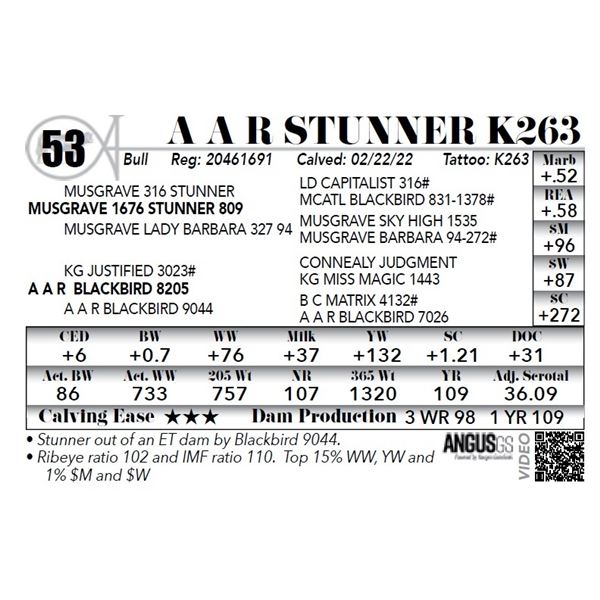 A A R Stunner K263