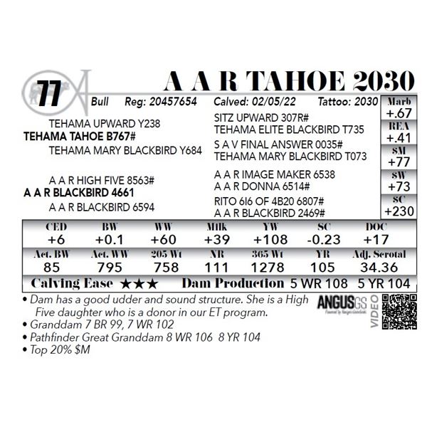 A A R Tahoe 2030