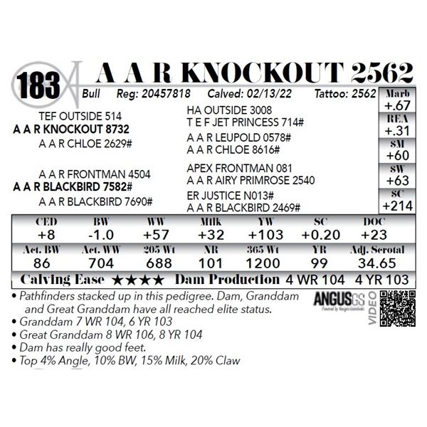 A A R Knockout 2562