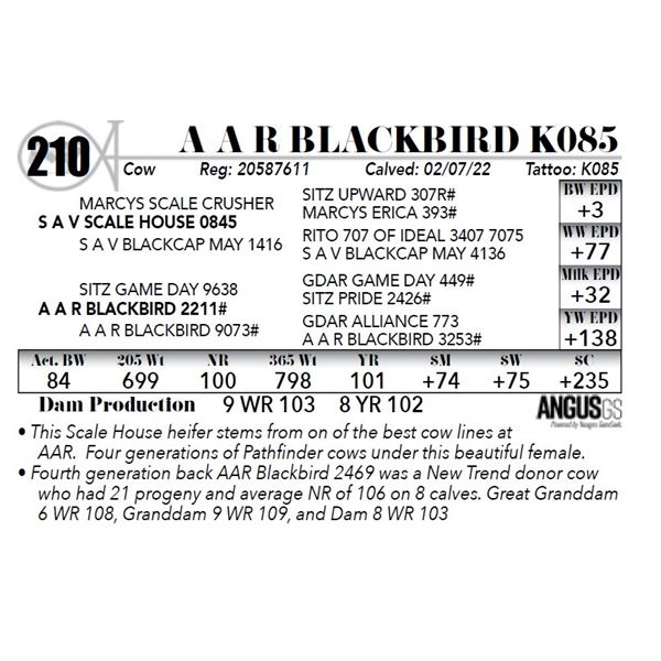 A A R Blackbird K085