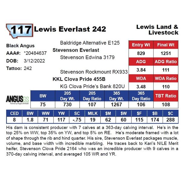 Lewis Everlast 242