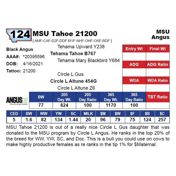 MSU Tahoe 21200