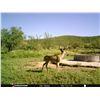 Image 2 : 5 Day Archery Coues Deer & Javelina Hunt in Sonora, Mexico