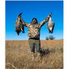 Image 2 : 3-Day Kansas Geese/Pheasant/Quail Hunt for 4 Hunters