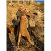 Image 2 : 5-Day Arizona Mountain Lion Hunt