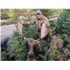 Image 2 : 6-Day Newfoundland Moose Hunt