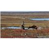 Image 2 : 6-Day Muskox Hunt in the Famed Contwoyto Lake Region of Nunavut Territory, Canada