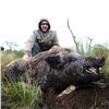 Image 2 : 5 Day Hunt for 3 Hunters (1 Blackbuck, 1 Wildboar, 1 Patagonic Dorset Ram)