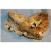 Image 2 : Montana Bobcat hide, 45", s#9401127, 1 loose foot