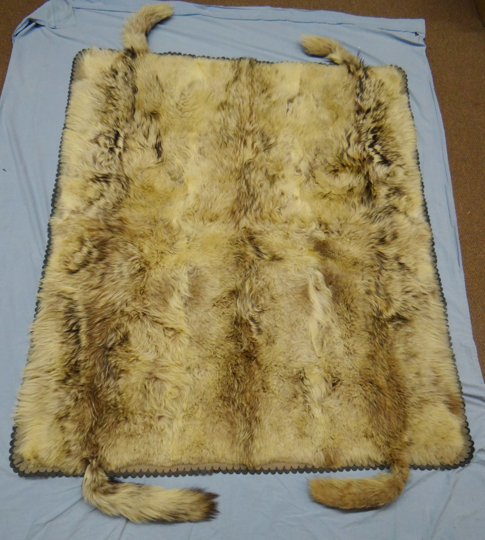 Wolf hide rug, made from 4 wolf hides sewed together, 72