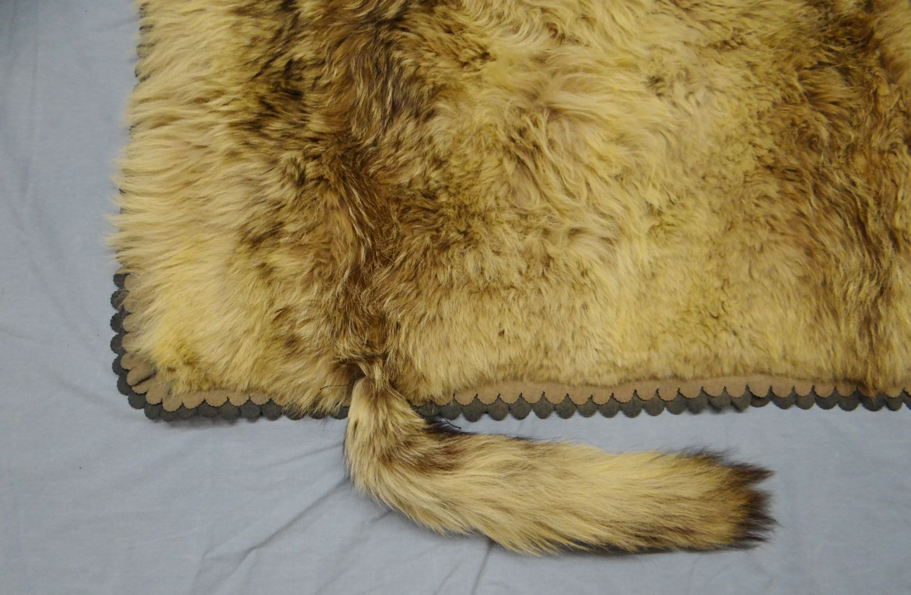 Wolf hide rug, made from 4 wolf hides sewed together, 72