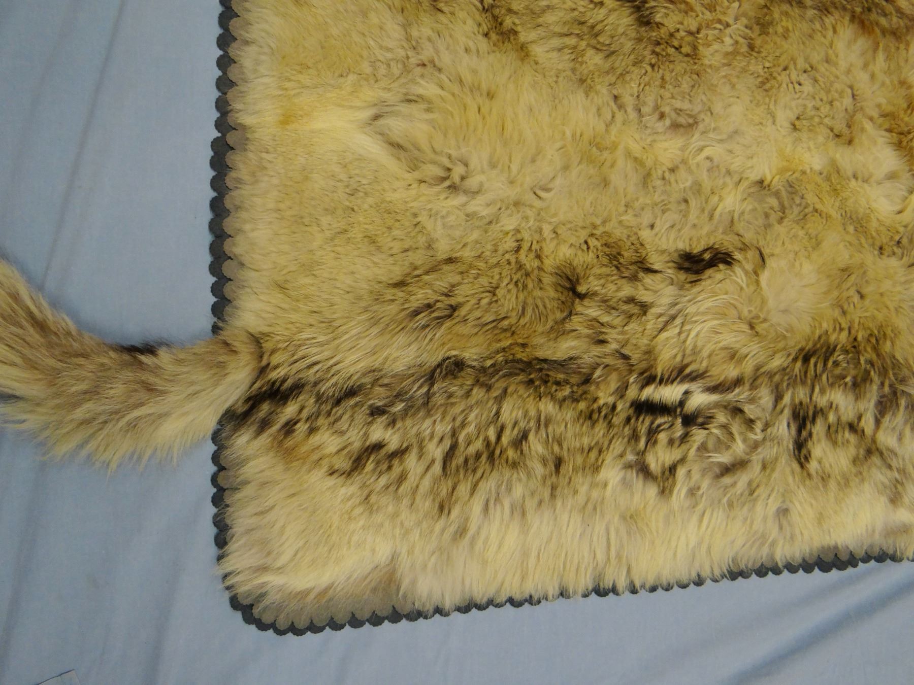 Wolf hide rug, made from 4 wolf hides sewed together, 72