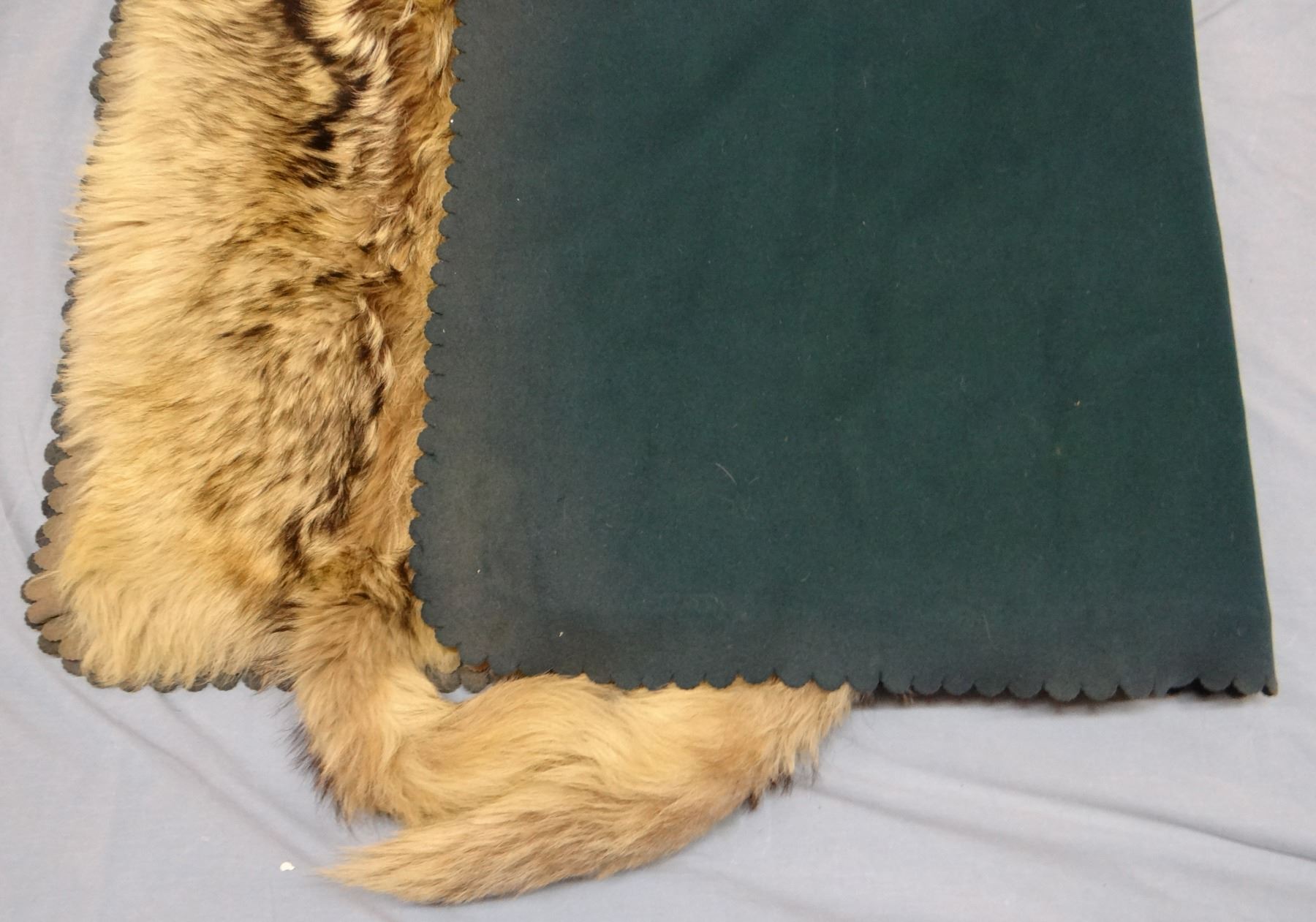 Wolf hide rug, made from 4 wolf hides sewed together, 72