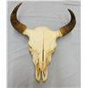 Image 1 : Buffalo skull w/16" spread between horn tips, nice