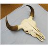 Image 2 : Buffalo skull w/16" spread between horn tips, nice