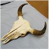 Image 3 : Buffalo skull w/16" spread between horn tips, nice