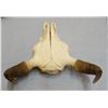 Image 4 : Buffalo skull w/16" spread between horn tips, nice