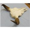 Image 5 : Buffalo skull w/16" spread between horn tips, nice