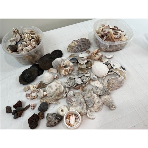 Sea Shell Lot