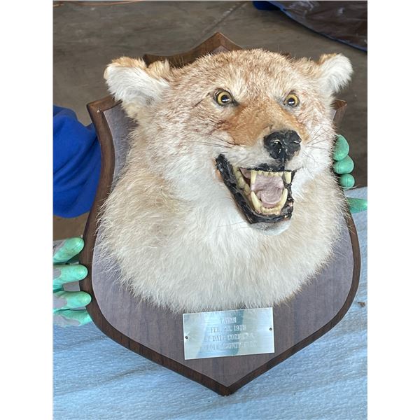 COYOTE HEAD MOUNT