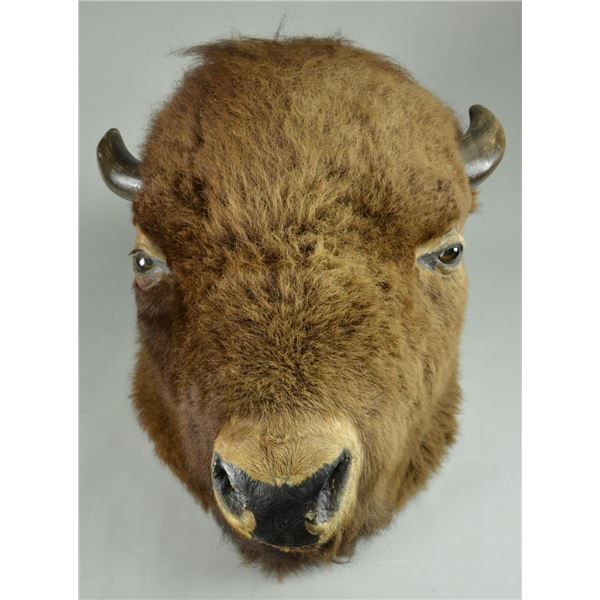 VINTAGE BUFFALO MOUNT.